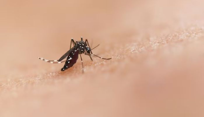 Dengue: 17 cidades do Paraná estão em situação de emergência por conta da doença; veja quais